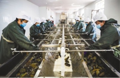 大連市 做強(qiáng)優(yōu)勢(shì)農(nóng)業(yè)產(chǎn)業(yè)，筑牢鄉(xiāng)村振興之基