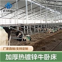 牛臥床的科學設(shè)計與牧場工程優(yōu)化策略